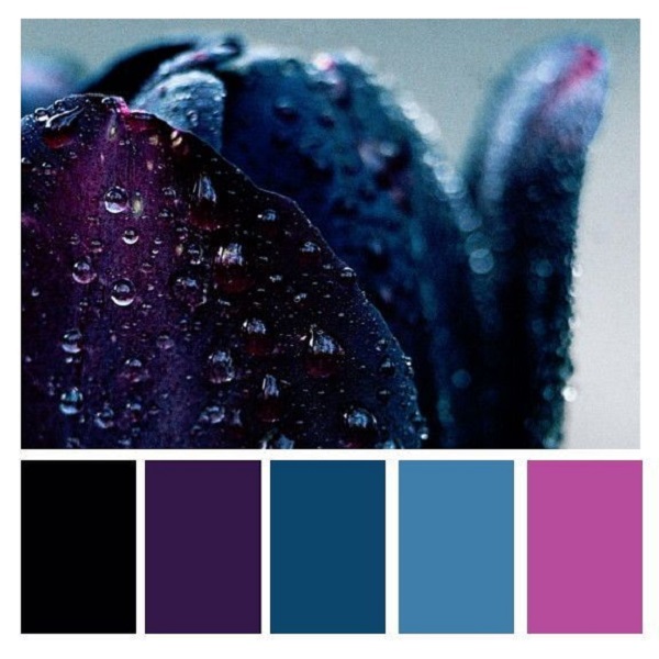 black and purple color palette